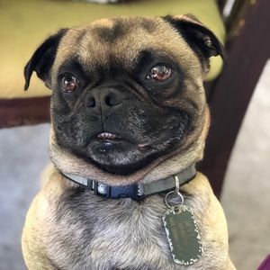 Meet your Posher, Daisy